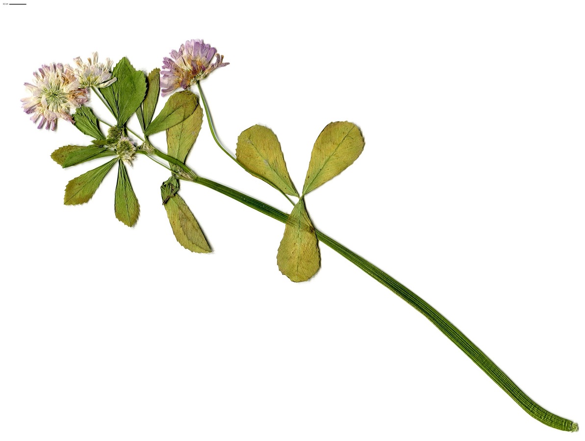 Trifolium resupinatum var. majus (Fabaceae)